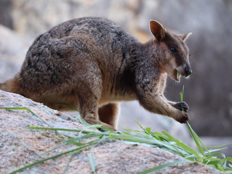 Ne pas nourrir les wallabies en liberté !