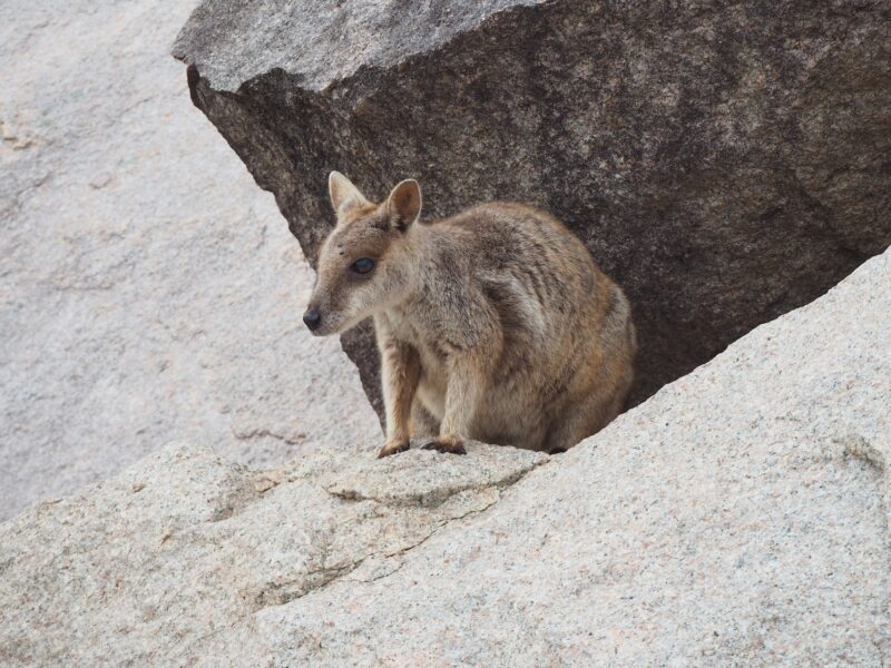 Rock Wallaby à Geoffrey Bay