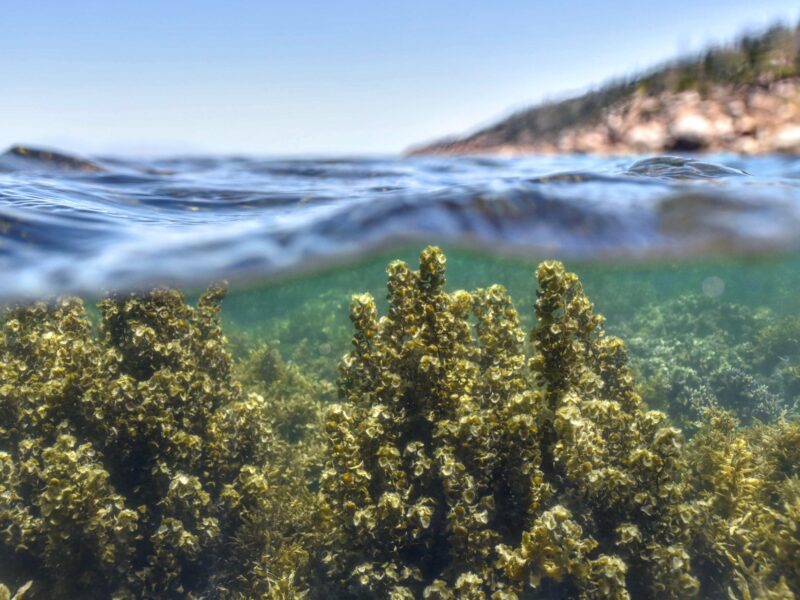 Snorkeling à Magnetic Island