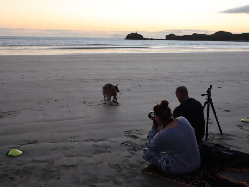 Des touristes sur la plage de Cape Hillsborough