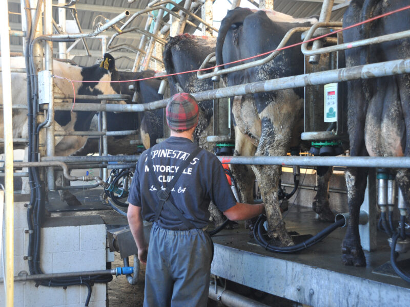 La traite mécanique des vaches en ferme laitière