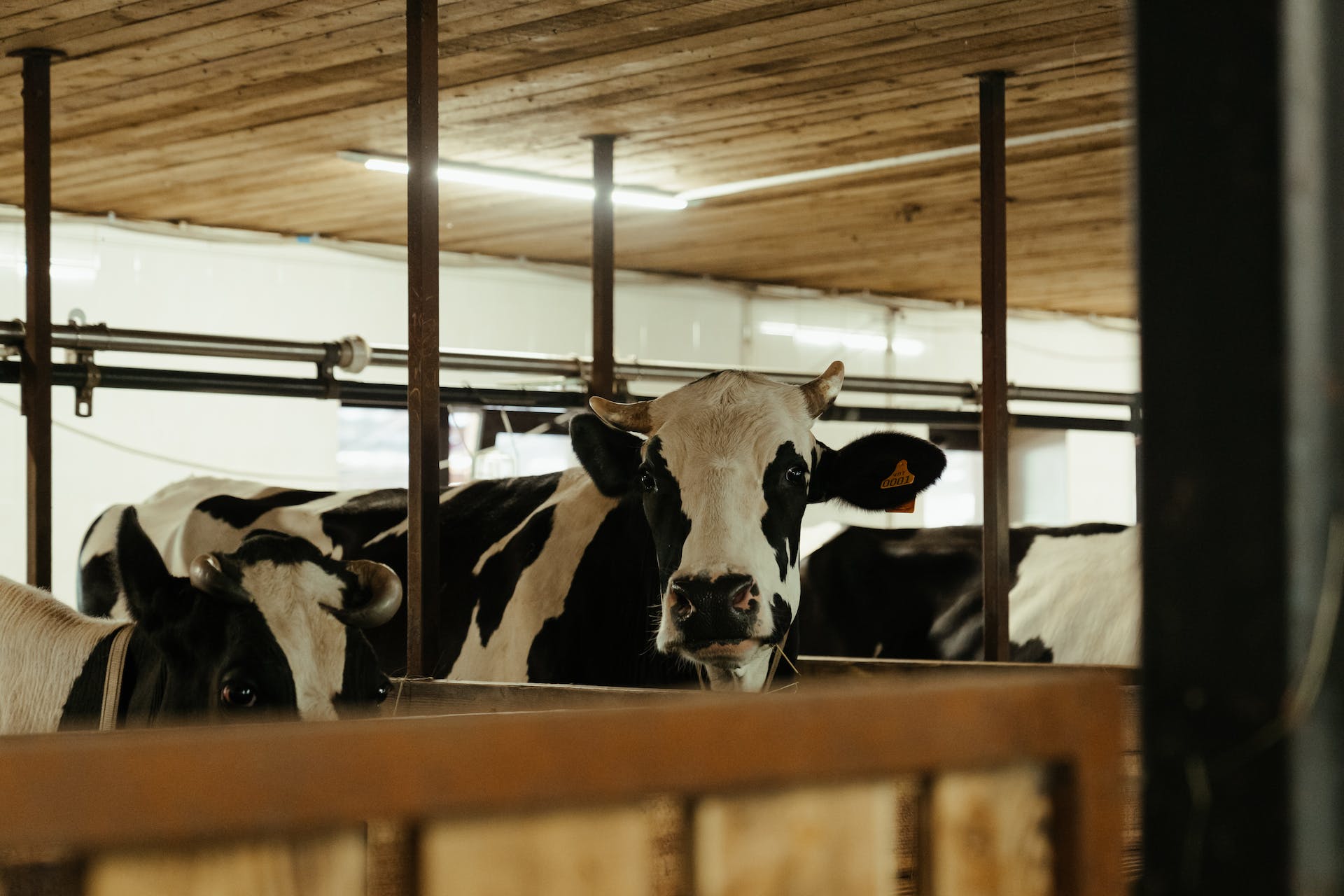 Travailler dans une ferme laitière en Australie