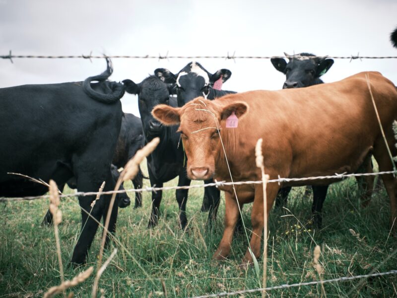 Les vaches dans le champ en Australie