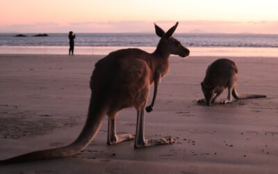 Voir des kangourous sur la plage Cape Hillsborough : pourquoi je déconseille