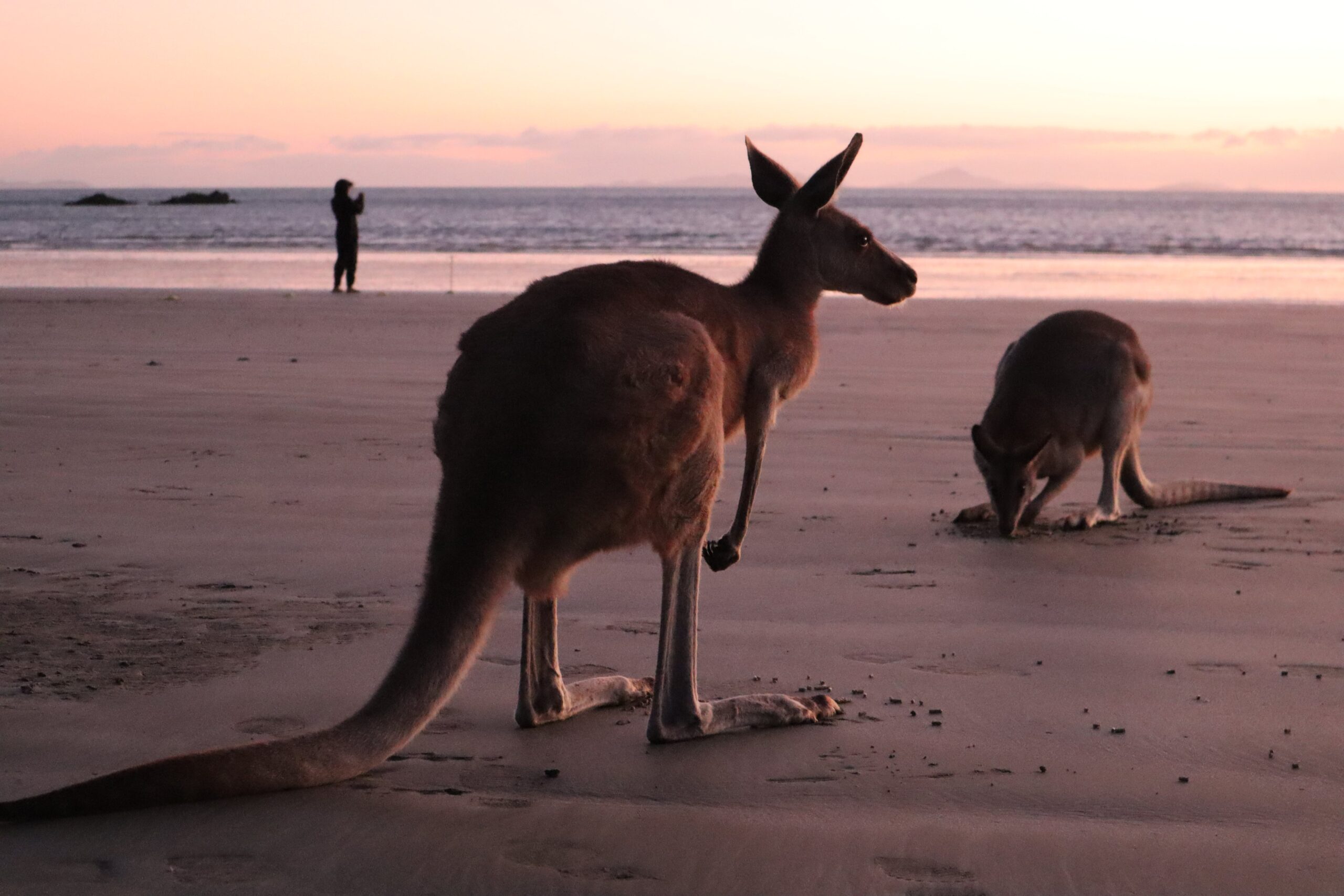Voir des kangourous sur la plage de Cape Hillsborough : pourquoi je déconseille