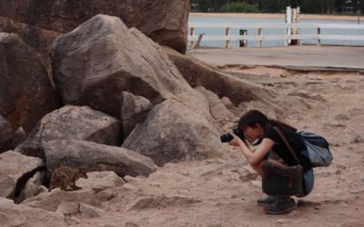 Où et comment voir des wallabies à Magnetic Island en Australie
