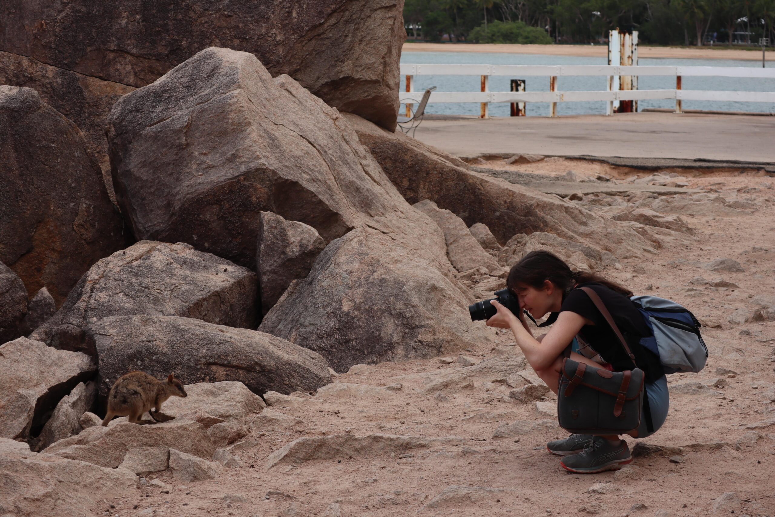 Où et comment voir des wallabies à Magnetic Island ?