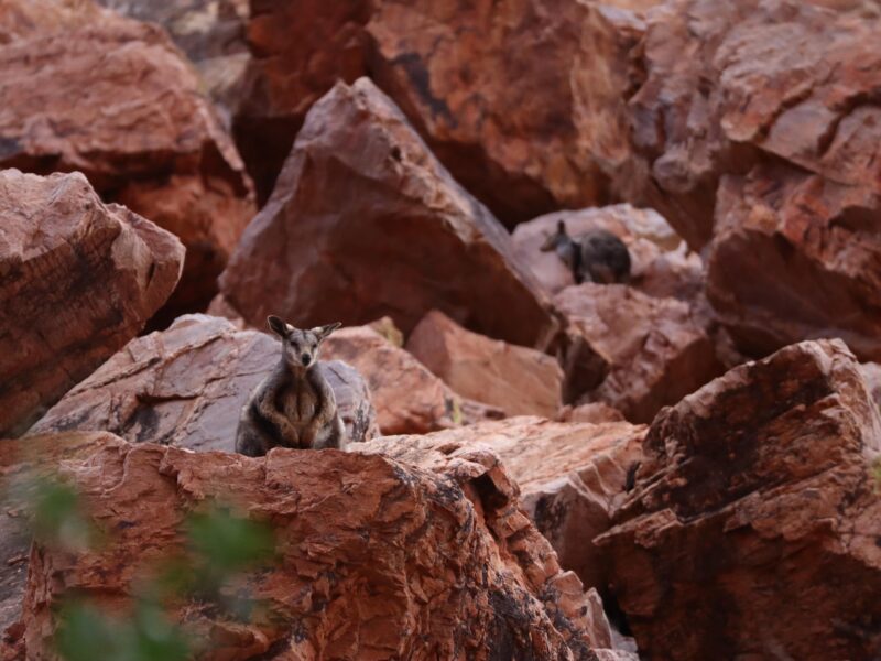 Des wallabies des rochers à Simpsons Gap Northern Territory