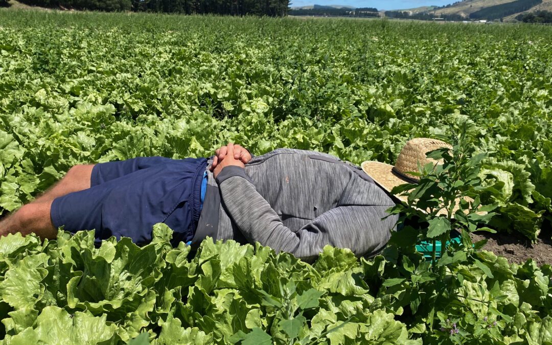 Travailler en Nouvelle-Zélande dans les fermes : l’idéal pour débuter en PVT !