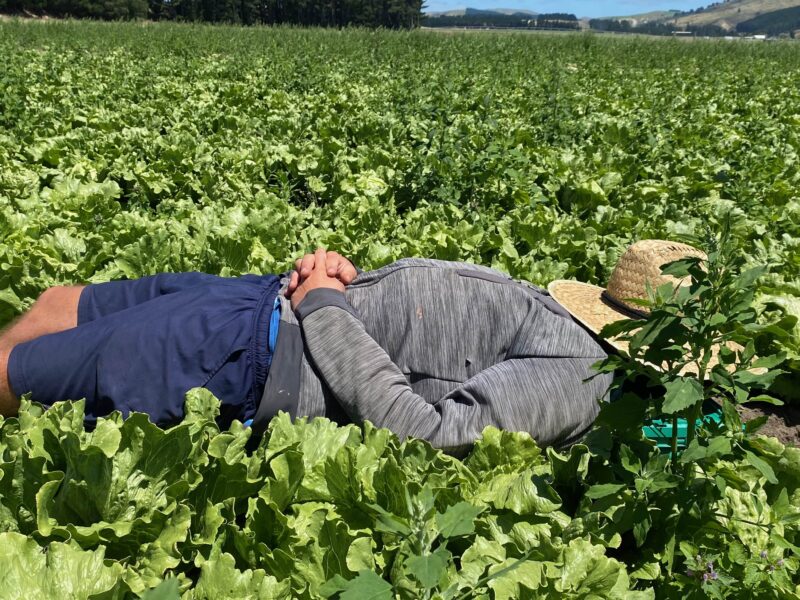 Travailler en Nouvelle-Zélande, fermes, PVT