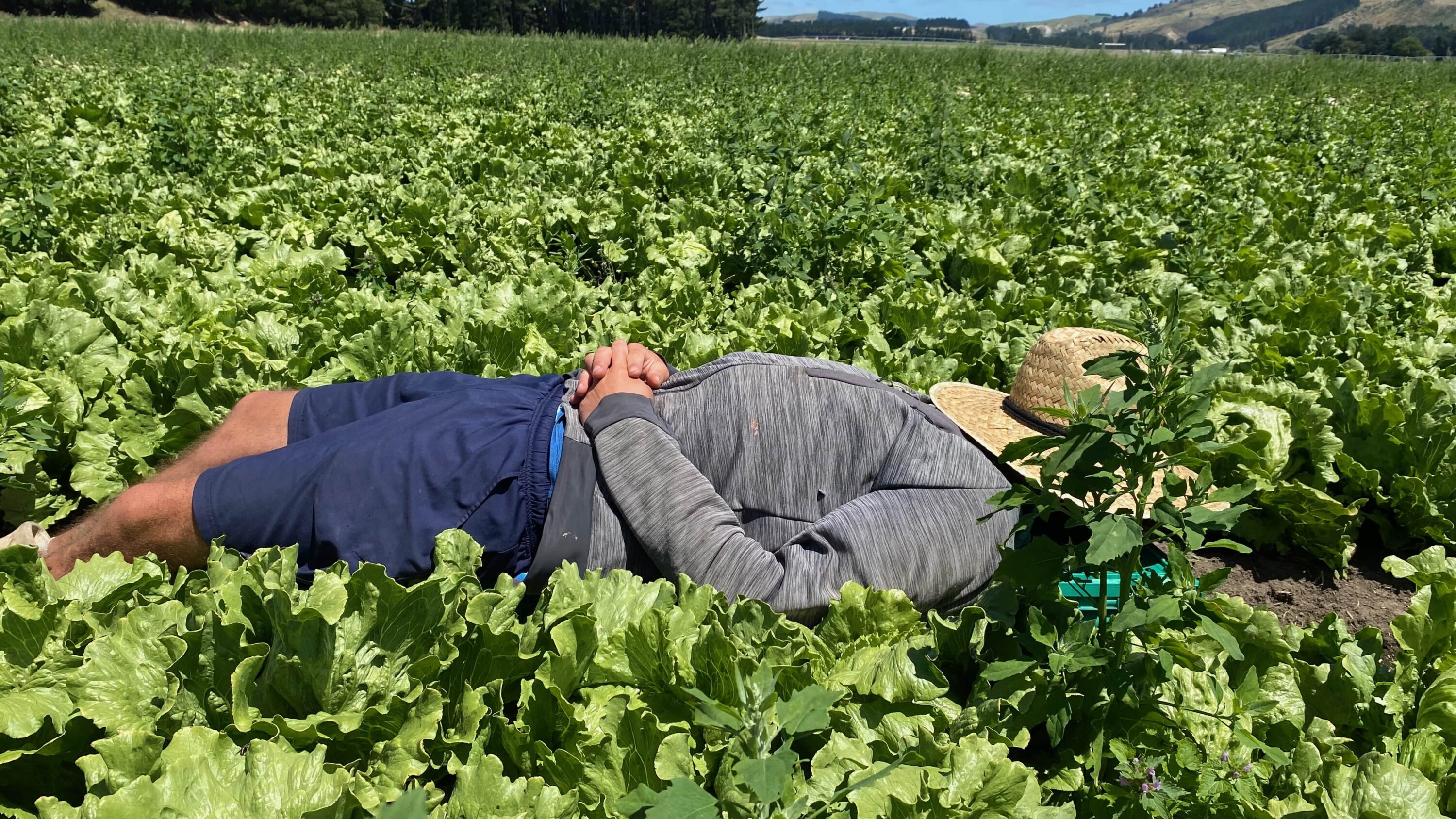 Travailler en Nouvelle-Zélande, fermes, PVT