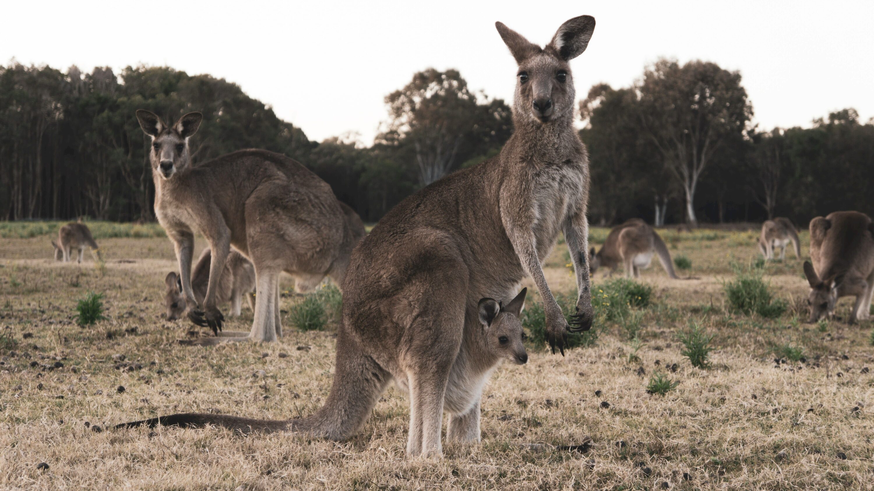 Meilleurs jobs en PVT Australie, refuges d'animaux, refuges de kangourous