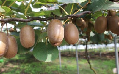 Travail Nouvelle-Zélande kiwis