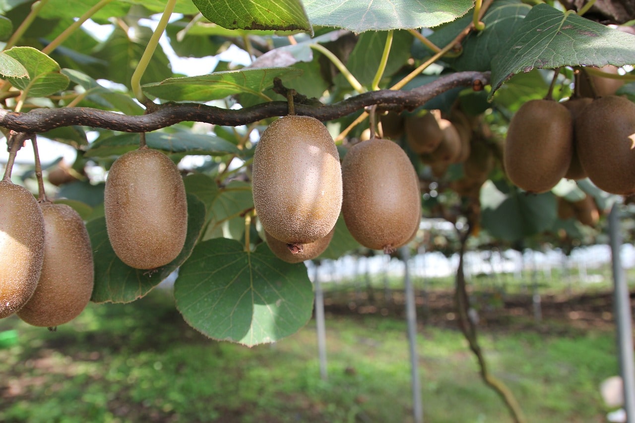 Travail Nouvelle-Zélande kiwis