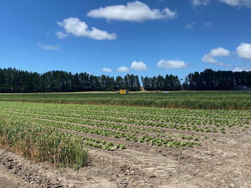 Travailler en Nouvelle-Zélande, fermes PVT