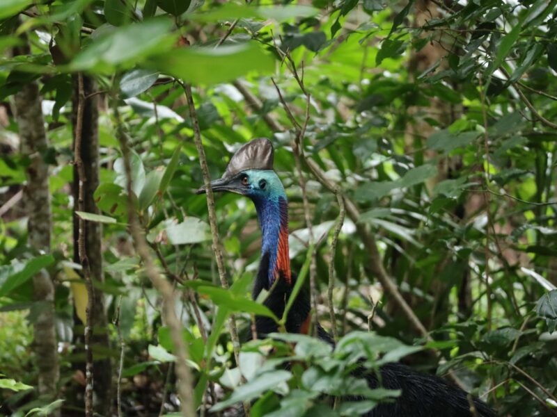 Un casoar dans la forêt tropicale en Australie