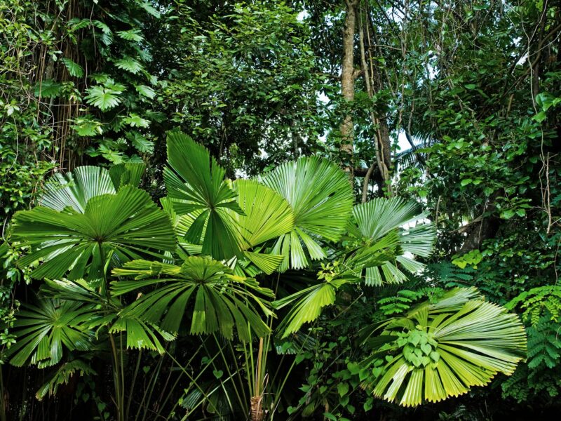La forêt tropicale de Daintree