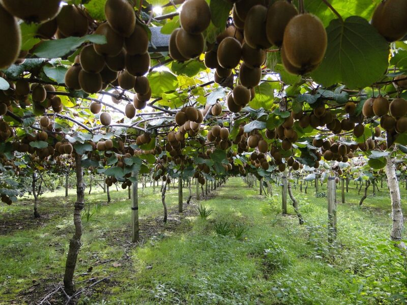 Travail en Nouvelle Zélande kiwis