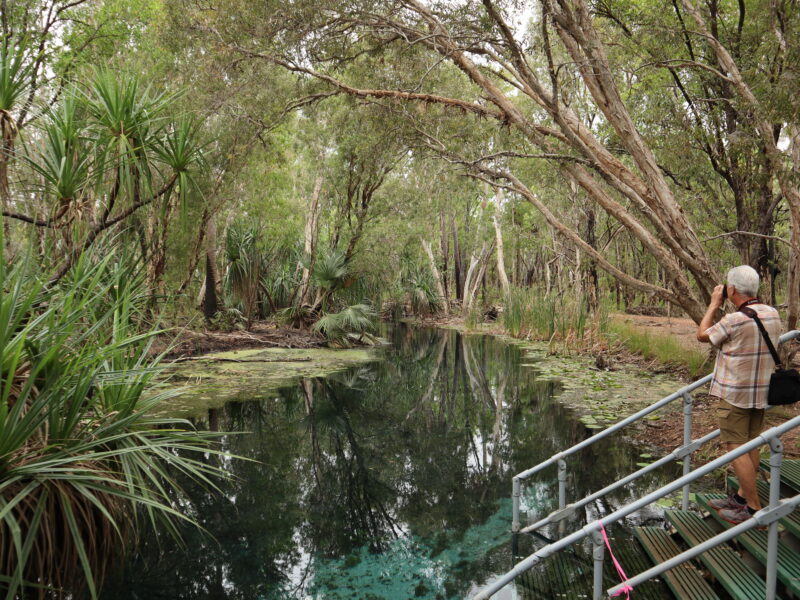 La piscine thermale de Mataranka en Australie