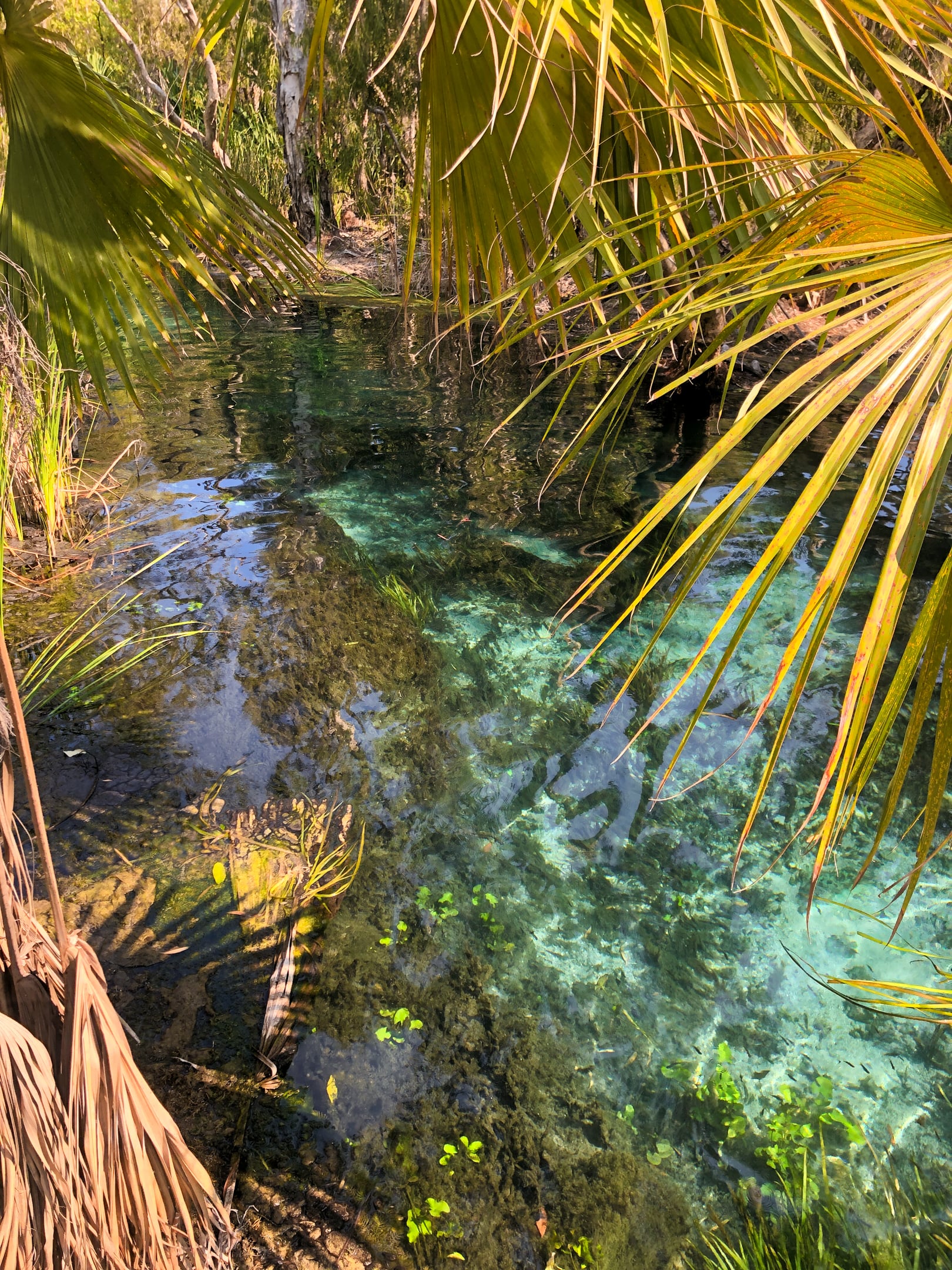 Visiter le Top End : les piscines naturelles d'eau chaude