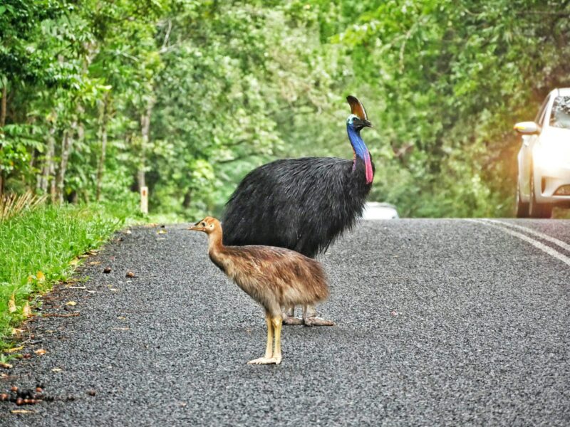 Voir des casoars à Cape Tribulation