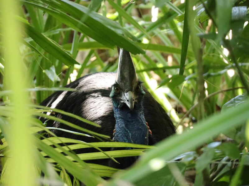 Csoar Le Casoar d'Australie (cassowary) : où le trouver