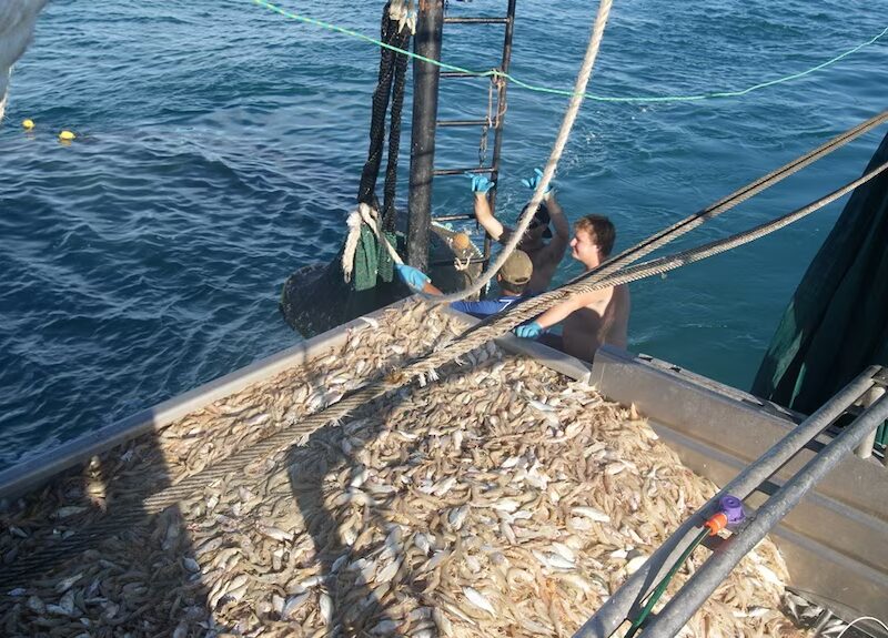 pêche à la crevette en Australie