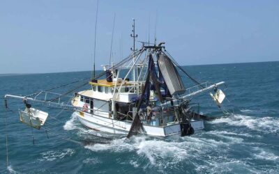 Témoignage Australie :  pêche à la crevette en Australie au Gulf of Carpentaria!