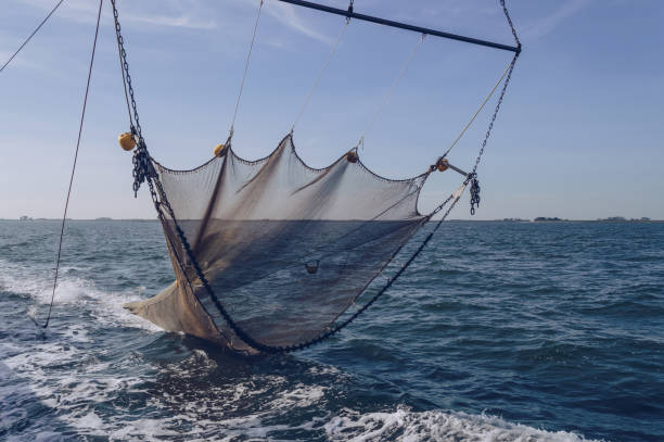 pêche à la crevette en Australie