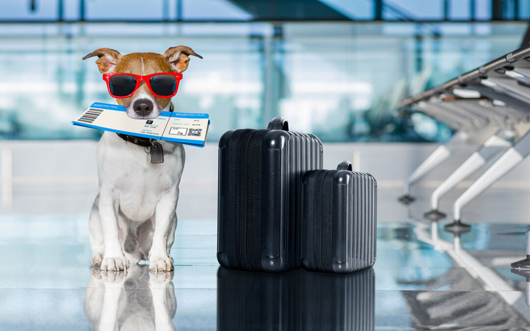 Partir en Australie avec son chien ou chat : son animal de compagnie
