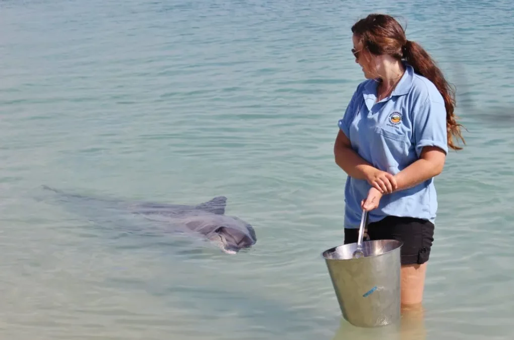 Travailler avec les dauphins à Monkey Mia en Australie