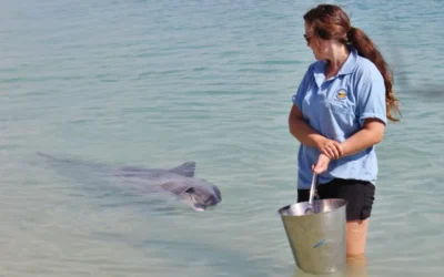 Travailler avec les dauphins à Monkey Mia en Australie