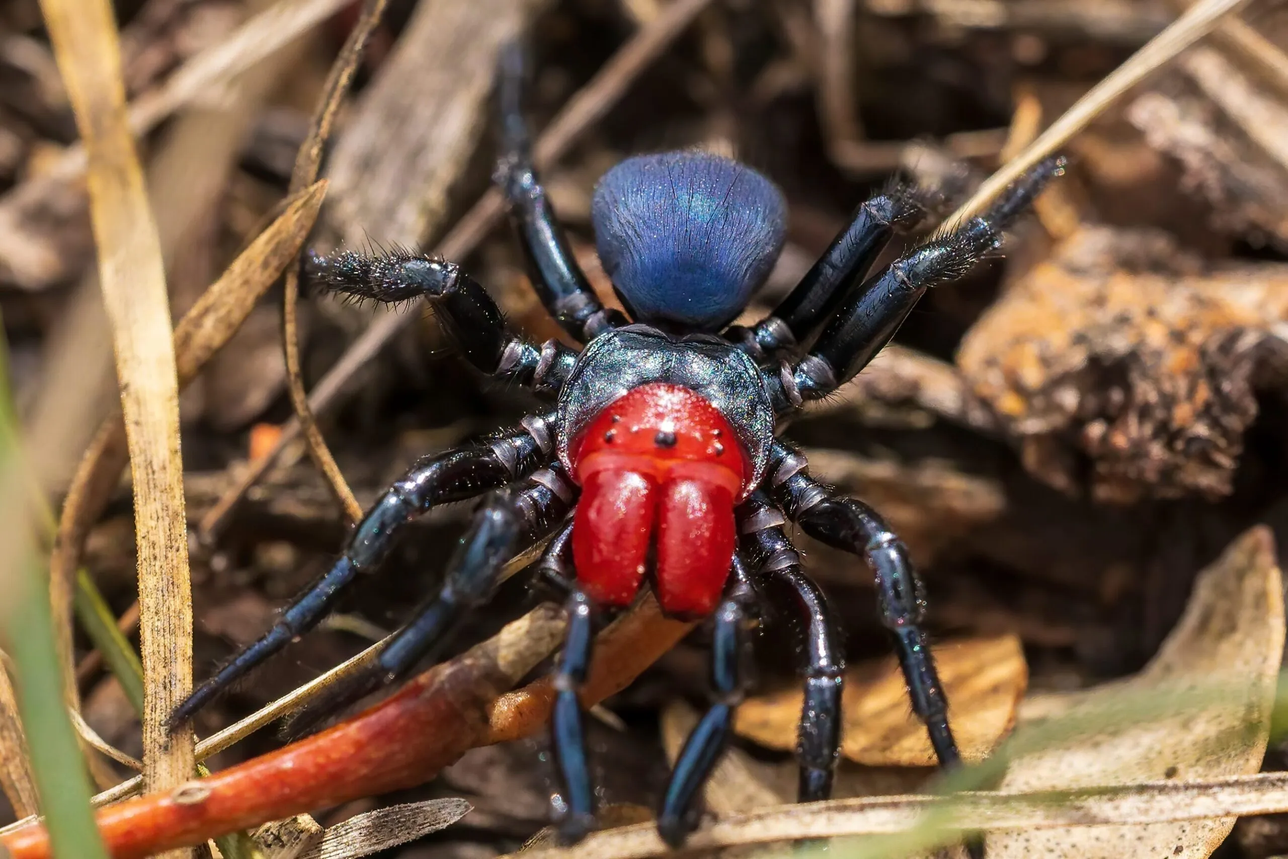 araignées mortelles en Australie