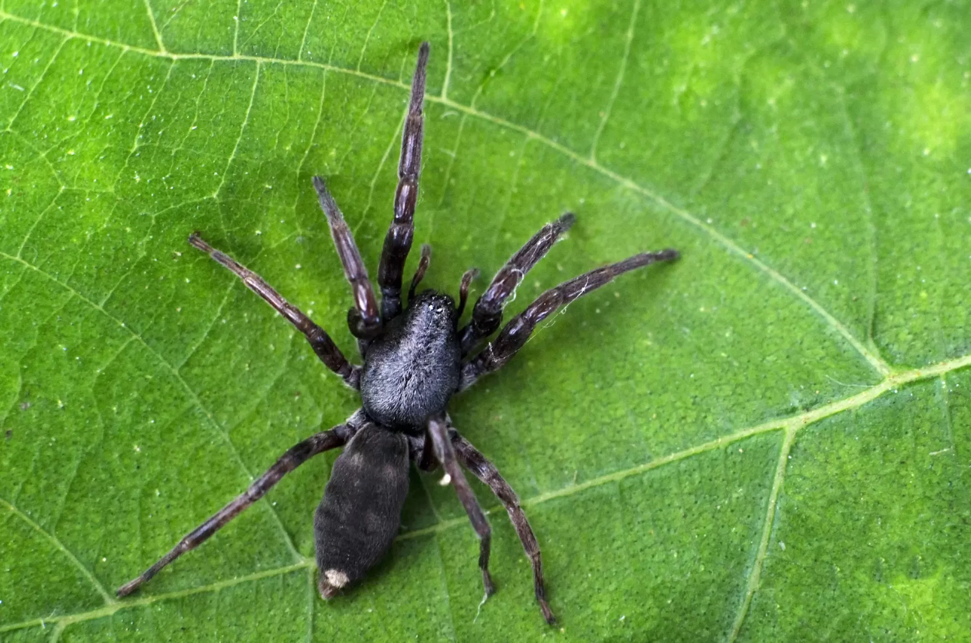araignées mortelles en Australie
