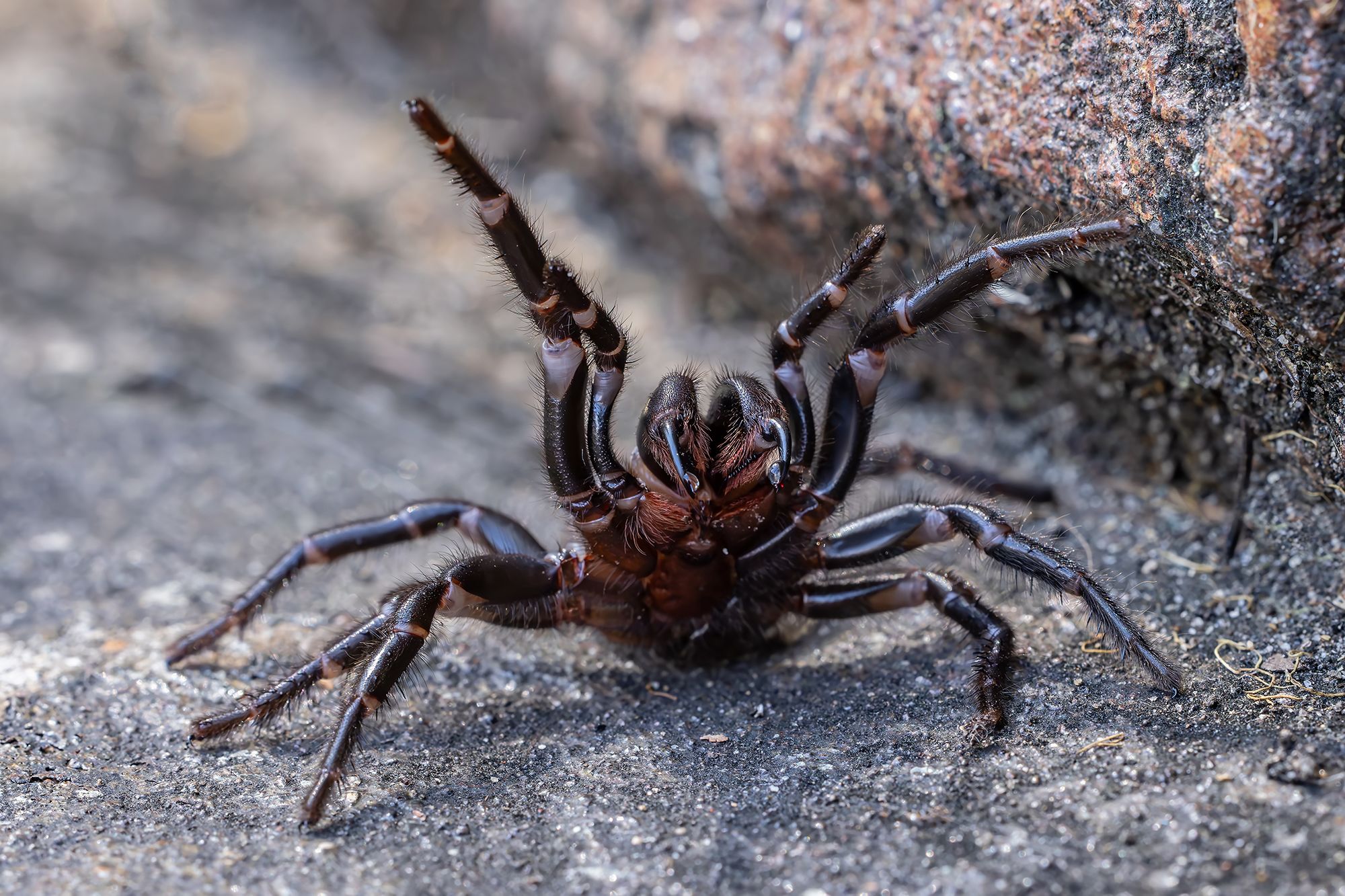 araignées mortelles en Australie