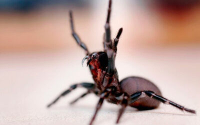 Araignées mortelles en Australie : tout ce qu’il faut savoir pour éviter la panique inutile