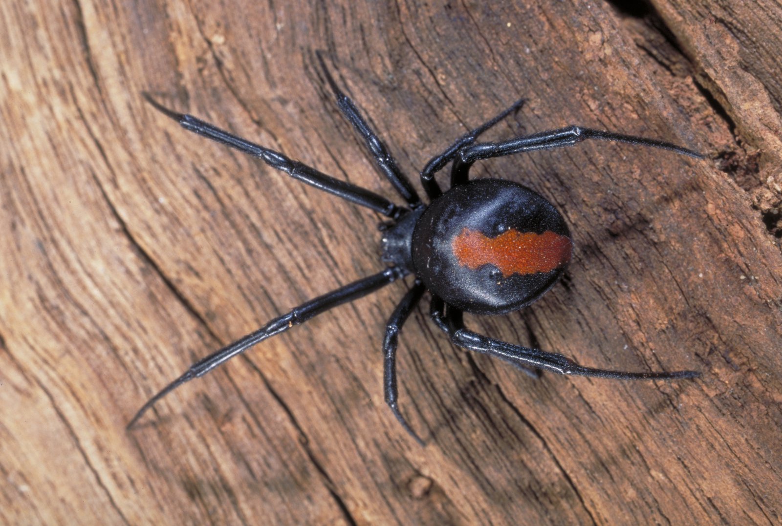 araignées mortelles en Australie