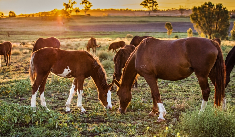 chevaux en Australie