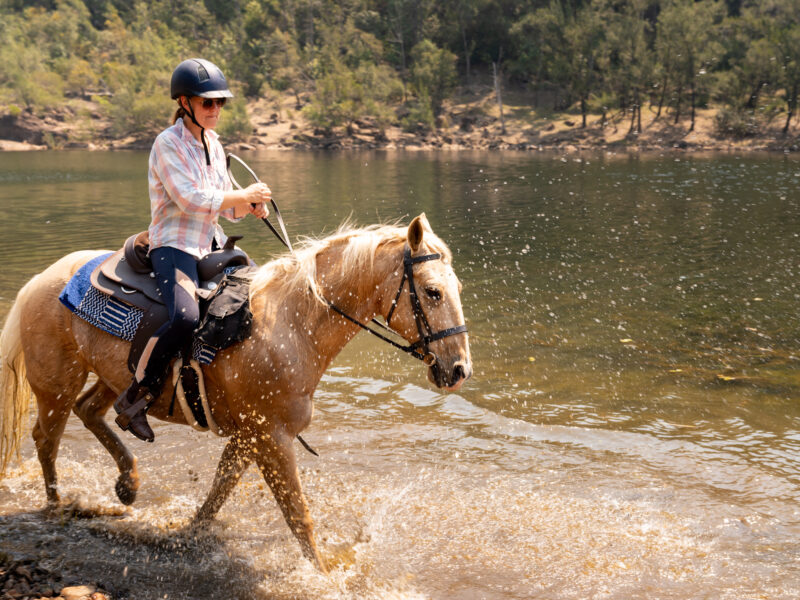 chevaux Australie