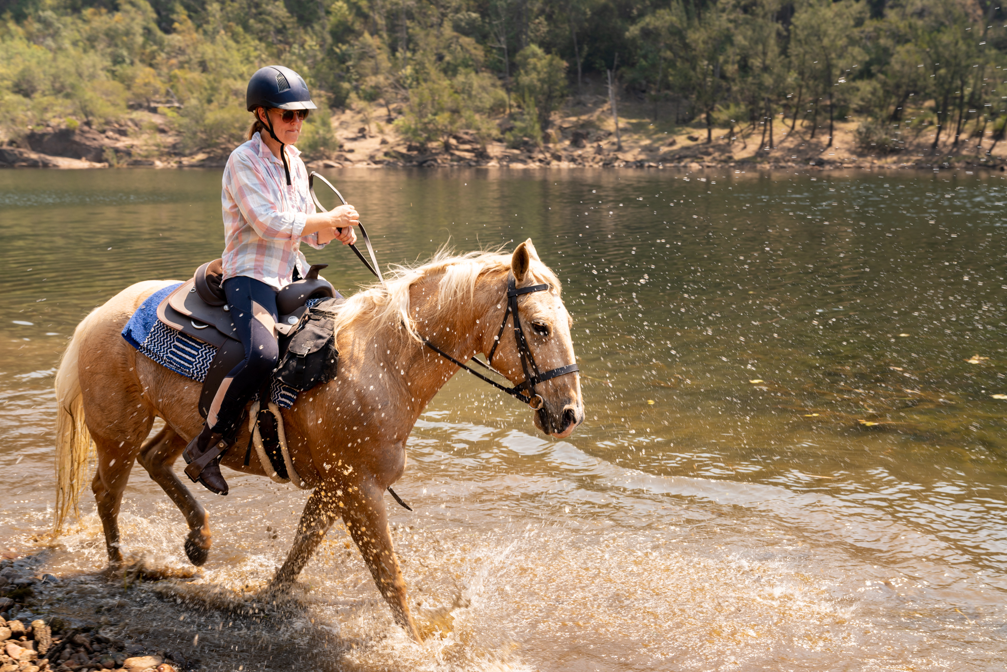 chevaux Australie