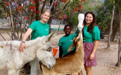 Faire du Bénévolat avec les Animaux en Australie : Le Guide